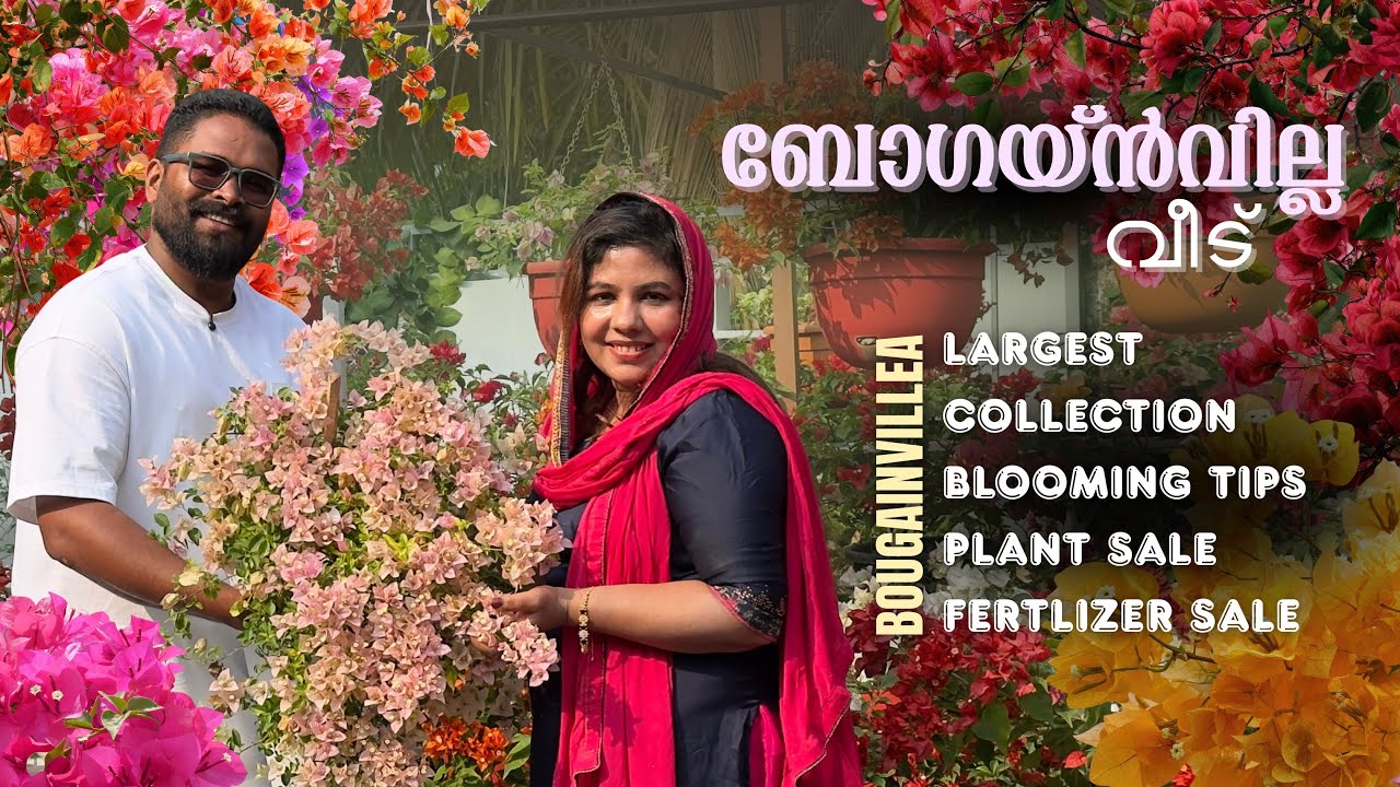ബോഗയ്ൻ‌വില്ല പൂക്കൾക്കായി ഒരു വീട്‌ | LARGEST BOGAINVILLAE COLLECTION IN PONNANI , MALAPPURAM | SALE