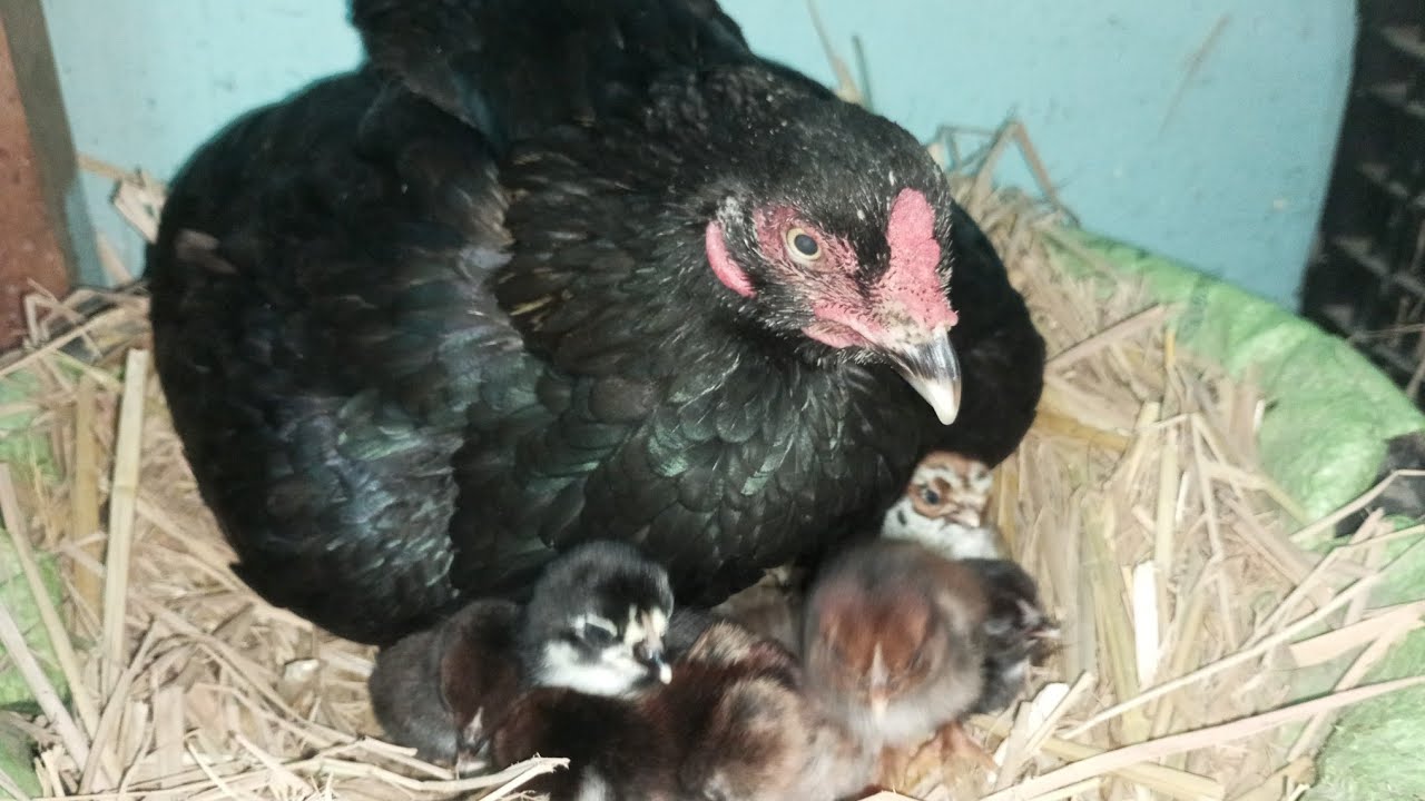 hen hatching eggs | hen hatching eggs 21 days | hen hatching eggs in Summer