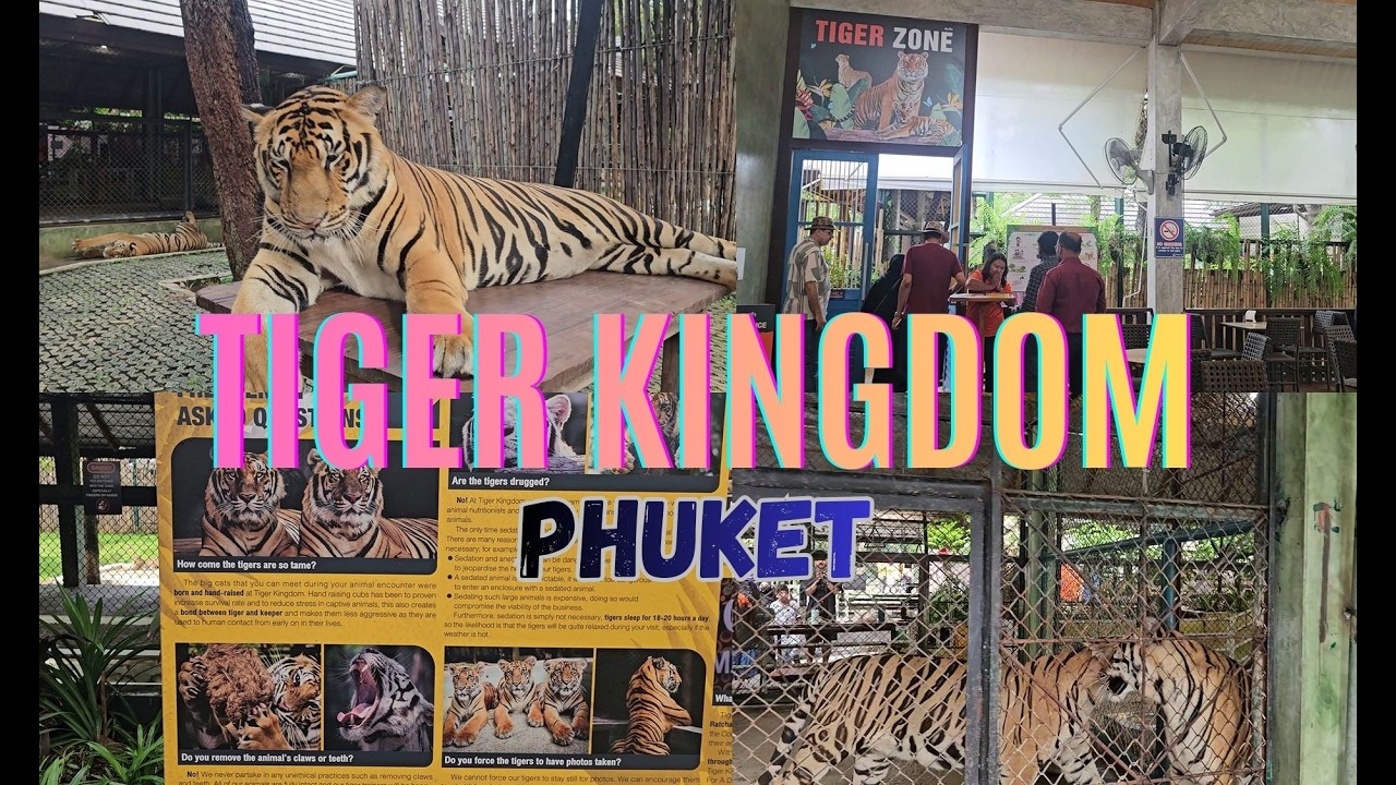 Tiger Kingdom Phuket| August 2025