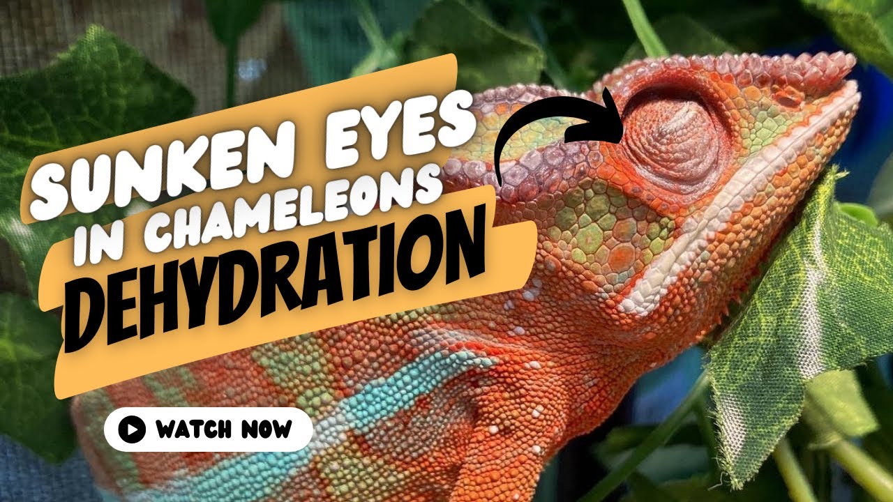 Sunken Eyes in Chameleons – Dehydration