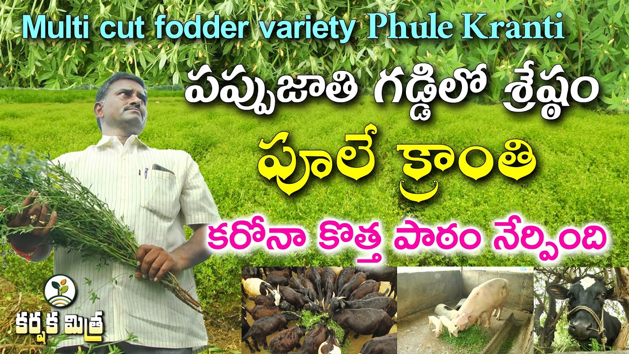 పప్పుజాతి గడ్డిలో శ్రేష్ఠం పూలే క్రాంతి | Multi Cut Stylo Fodder PHULE KRANTI | Karshaka Mitra