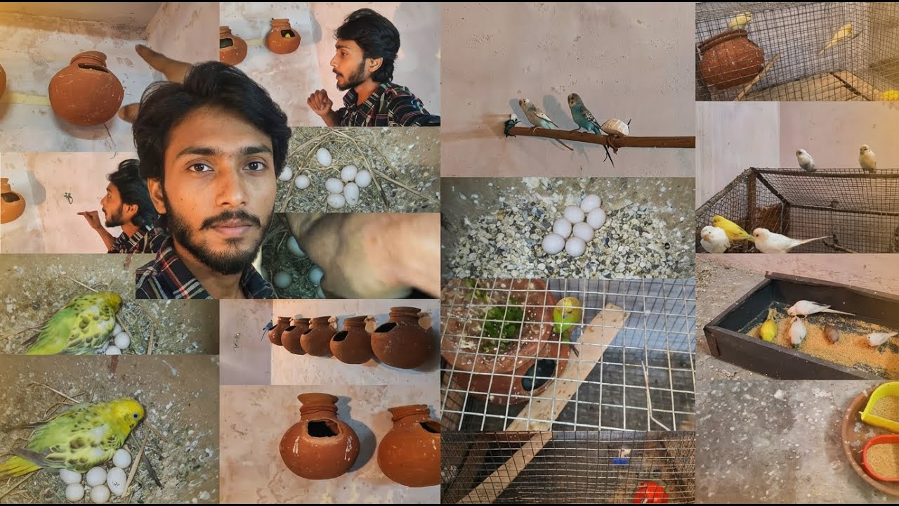 Aaj Bhi Budgies ke Ande se Baccha Nahi Nikla 😥