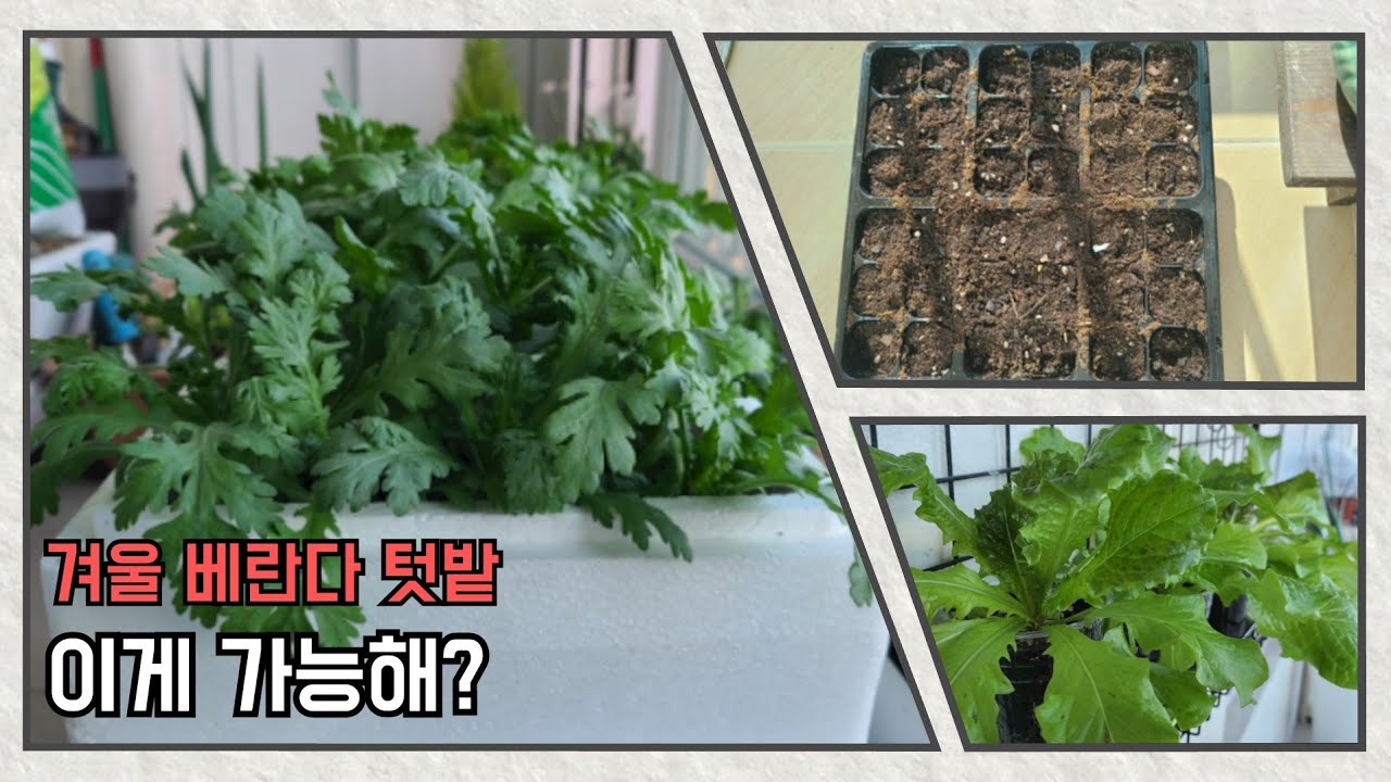 [베란다텃밭]아파트 베란다에서 상추,쑥갓 파종부터 수확까지/스티로폼과 프라스틱 컵 재활용