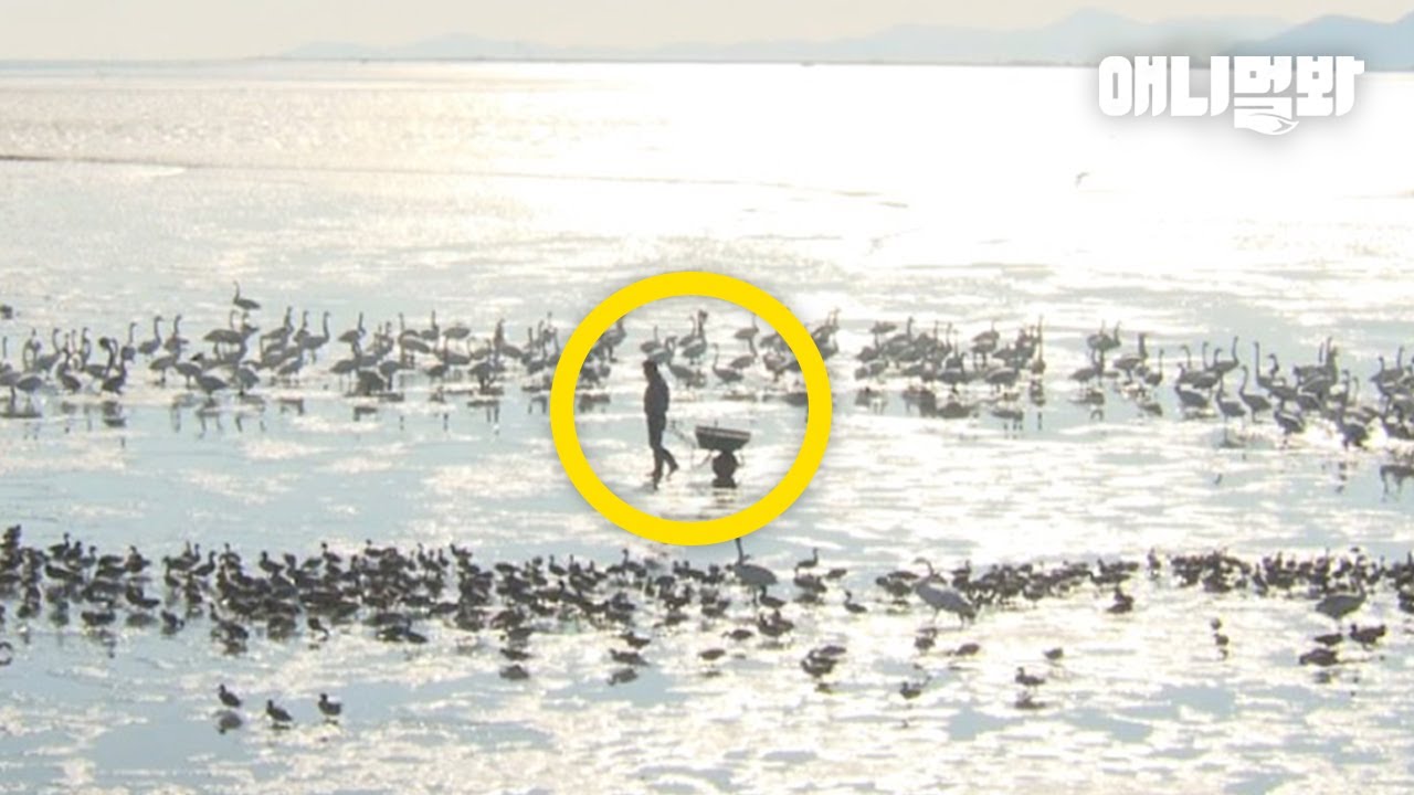 [새상에 이런일이] 수백 마리의 고니들이 10년 째 따르는 한 남자ㅣA Man Who Has Hundreds Of Swans Following Him