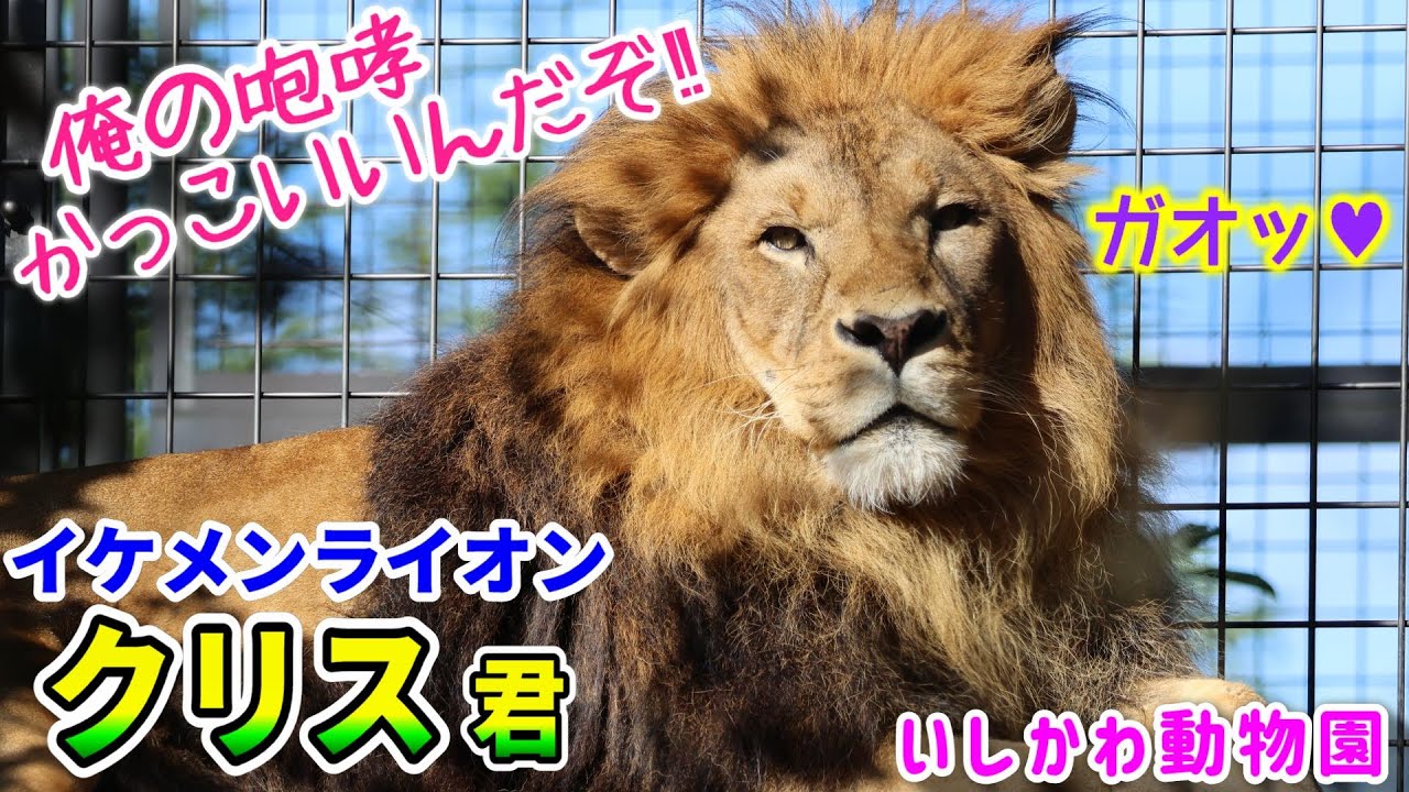 【2023年 中日本ZOO遠征➉いしかわ動物園】2023.10.30 イケメンライオン🦁クリス君の咆哮💕