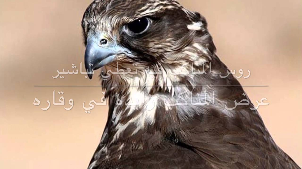 ثامر الفاعوري قم يانديبي واستلم وجهة السير