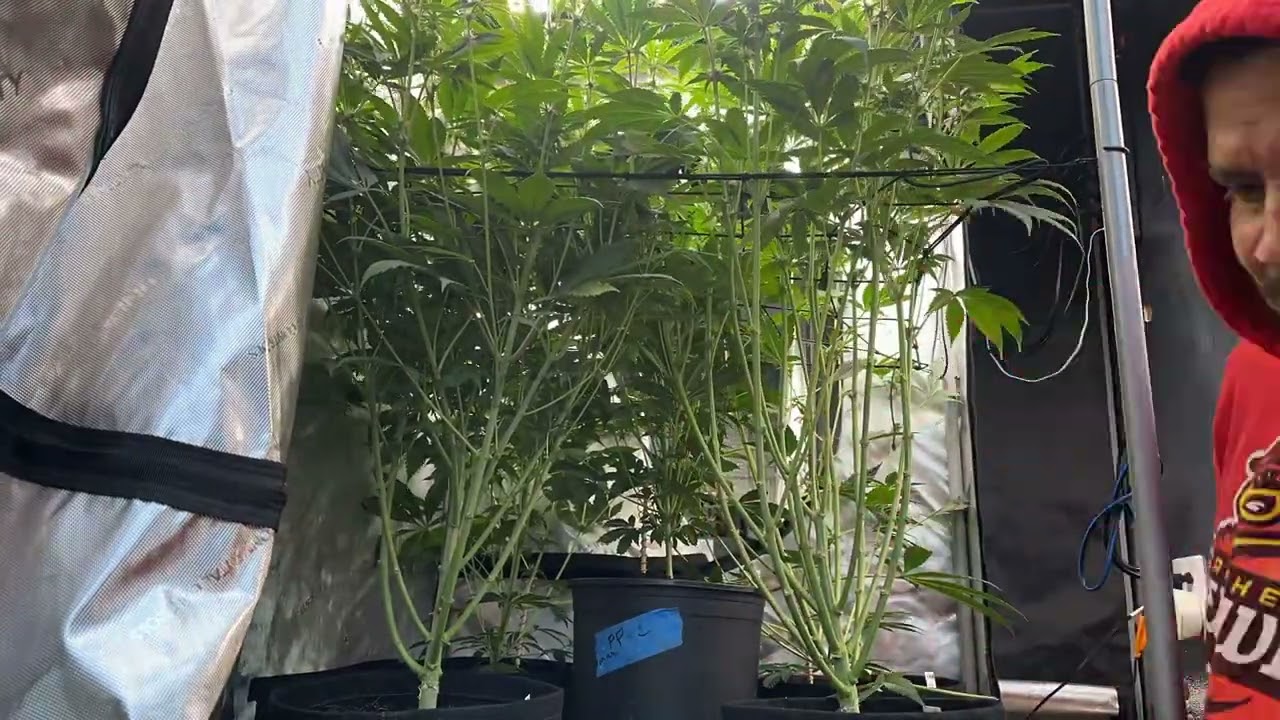 Blue Bath - Defoliation Day
