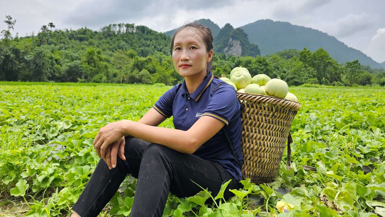 Harvest melons grown in the field bring it to the market to sell - Cut banana tree to cook for pigs
