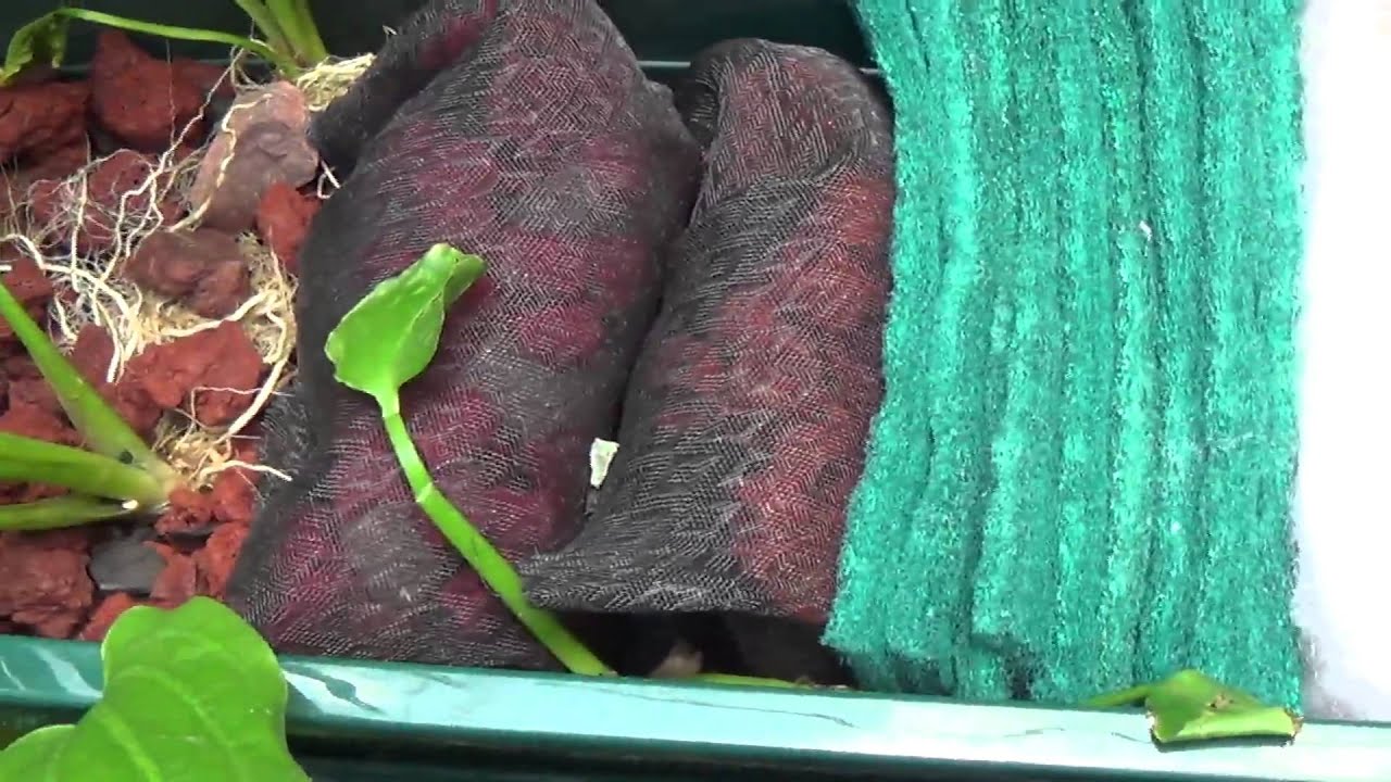 Como hacer un Filtro Casero para estanque