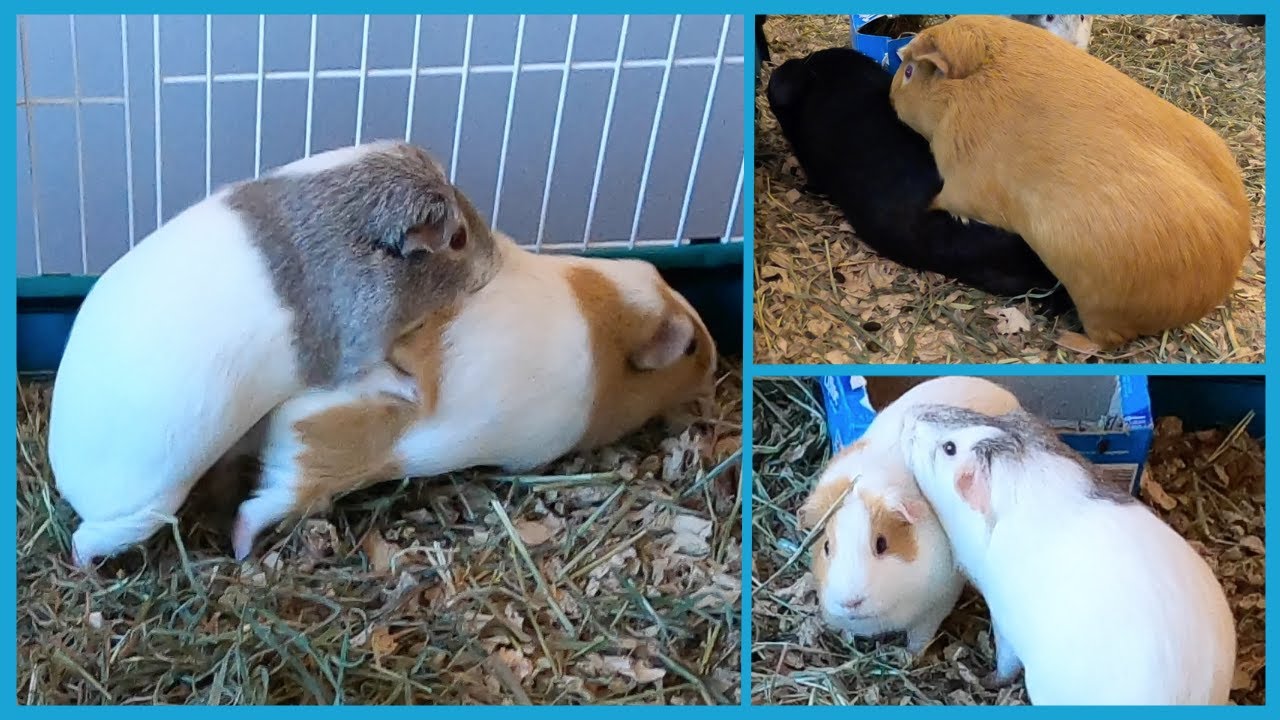 Frisky pigs