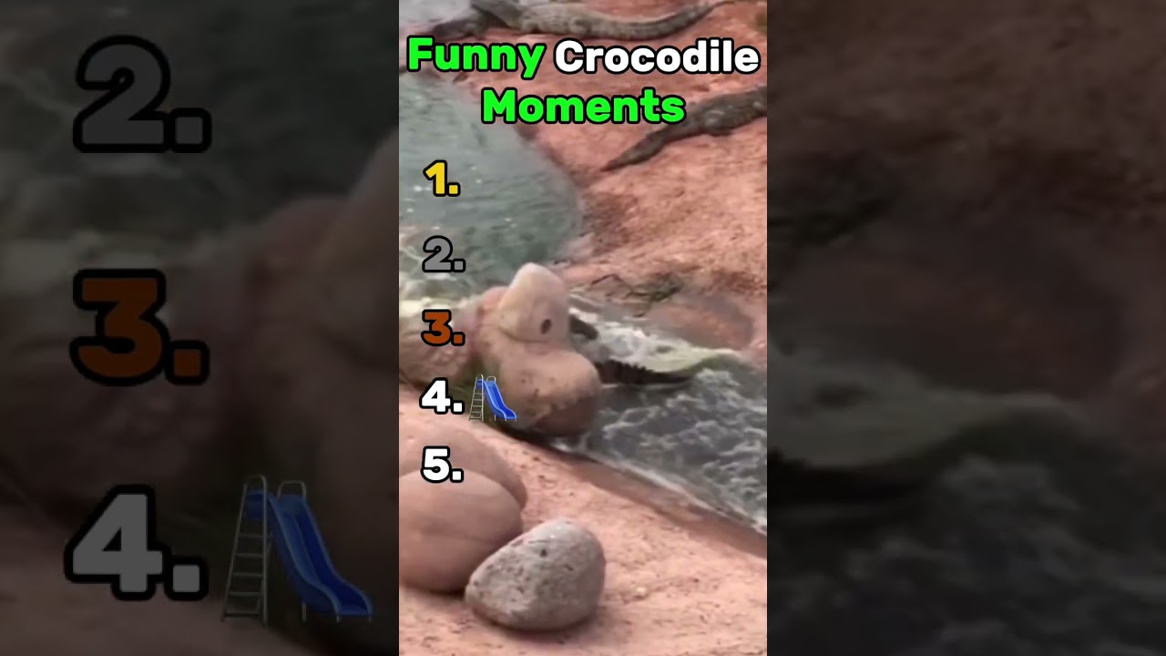 Funniest Crocodile Moments #blandman  #animals #animalsbeingfunny #funnycrocodiles #crocodile #viral