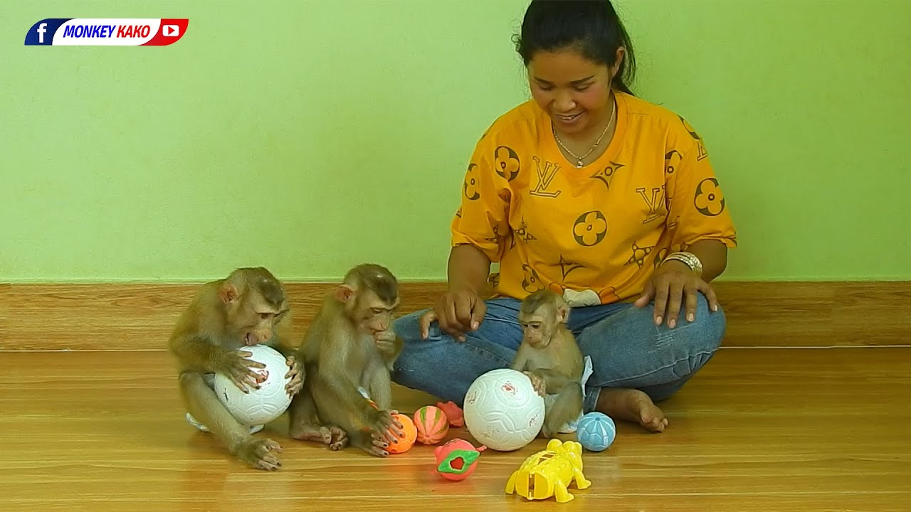 Monkey Play Balls | Adorable Kako With Luna And Tiny Olly Playing Toys