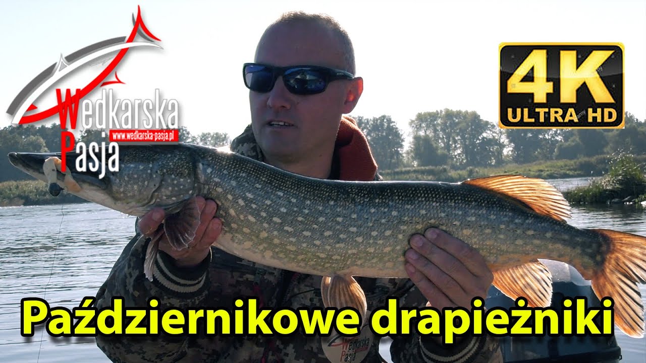 Październikowe drapieżniki odc. 154 | #jesienny spinning | #wędkarstwo