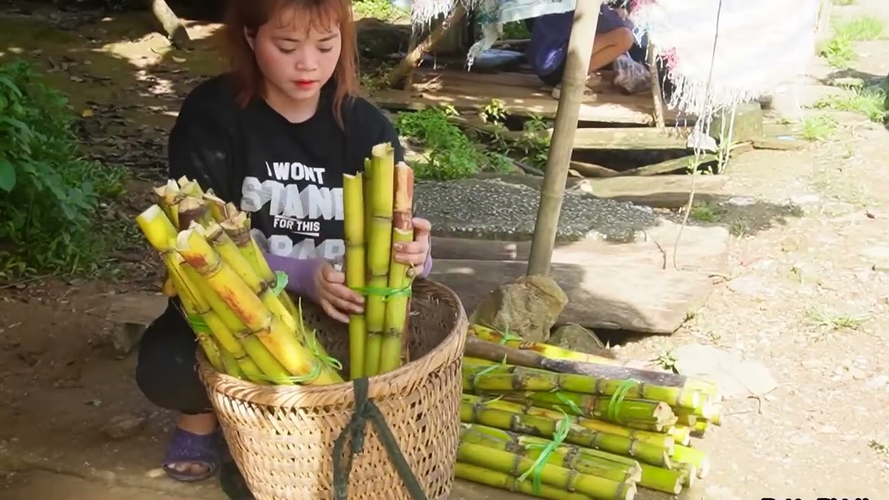 Single Mother Builds a New Life: Harvesting a Giant Sugarcane Garden Alone