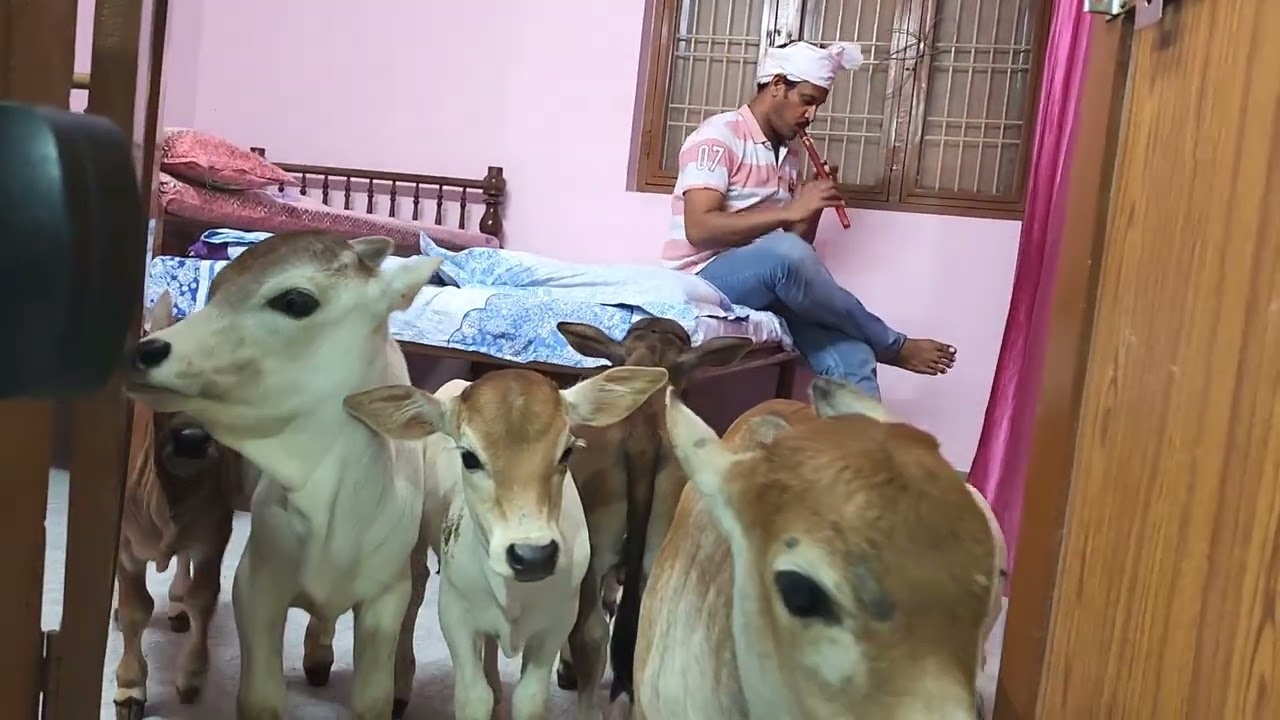Mini Cows # Miniature Punganuru Cow's Breed Developer # ancient Indian Smallest Brahman Breed