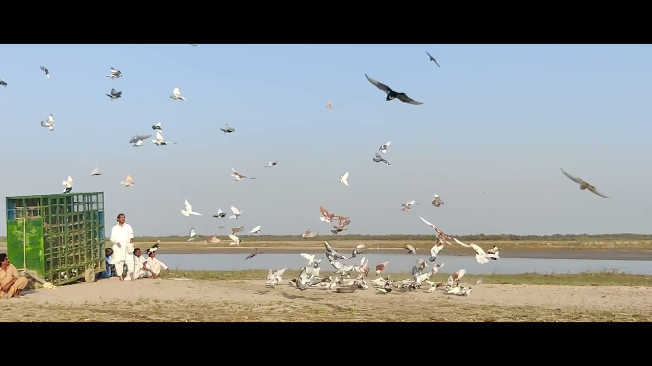 aaj ka  Khubsurat kabutar Bazi ka