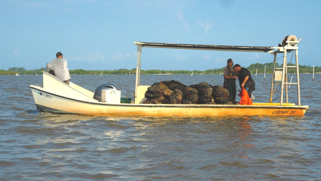 Farming Clams, Oysters & Sponges - S11 E5