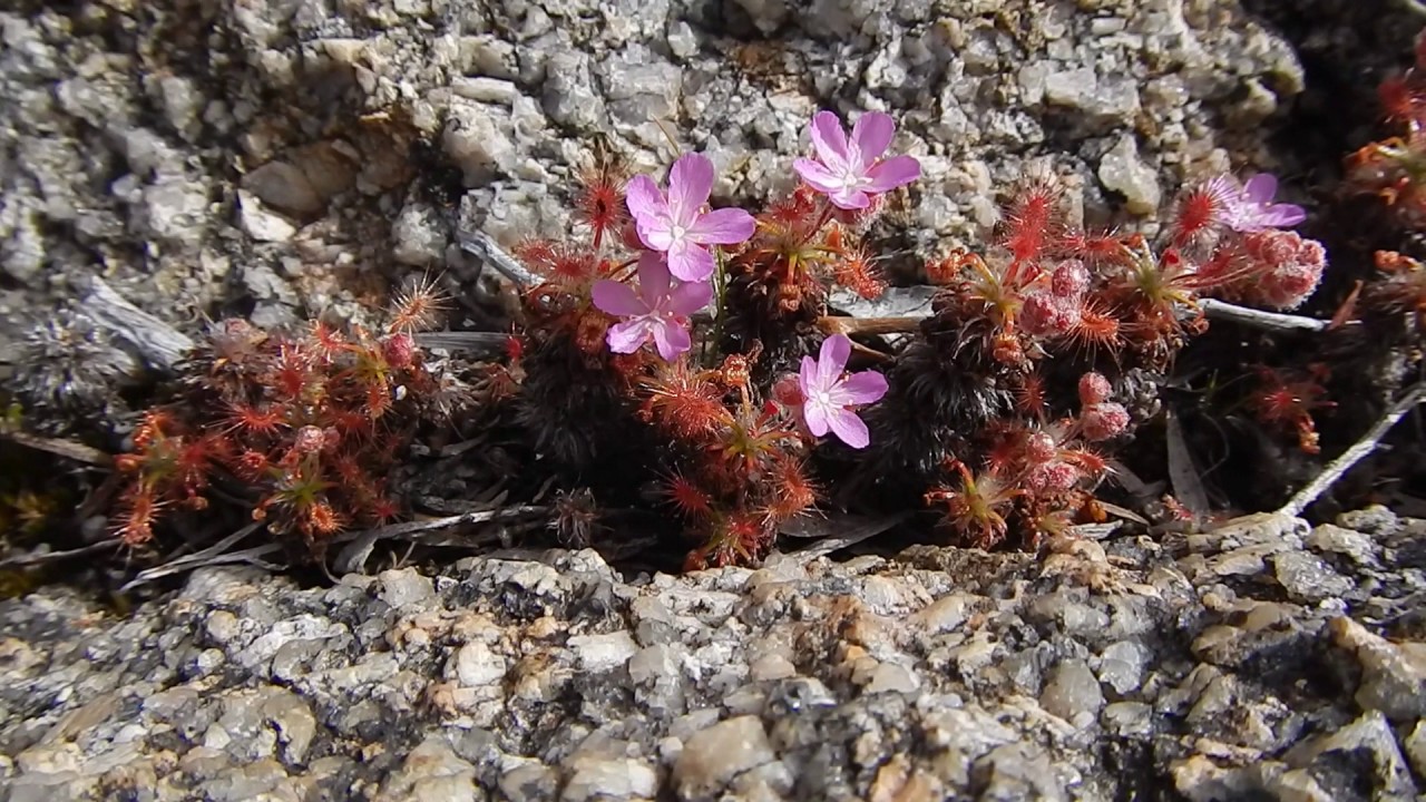 Carnivorous Plants of the WA South Coast
