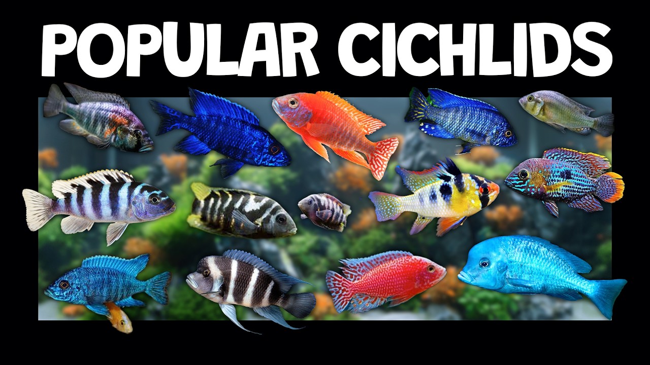 Popular African Cichlids for your aquarium tank! (Lake Malawi, Victoria, Tanganyika)