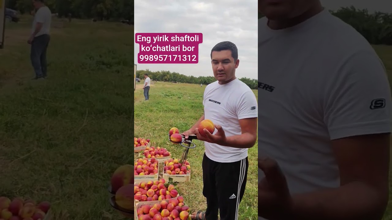 Eng yirik shaftoli koʻchatlari bor #agro #invest #fruit #smartphone
