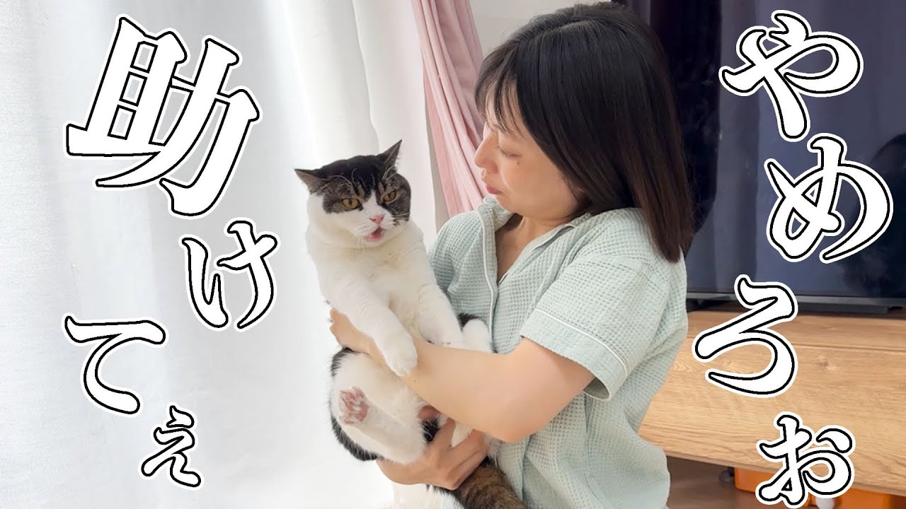 大嫌いな肛門腺しぼりをされて息子猫が叫んじゃいました…
