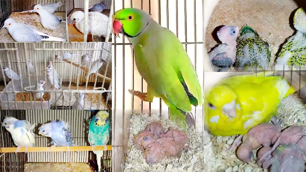 My Birds Breeding Setup Progress | My Lovebirds Mutation Breeding Setup Progress | @akaviary