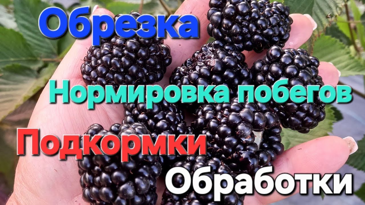 Весенние работы с ЕЖЕВИКОЙ 2026 г.