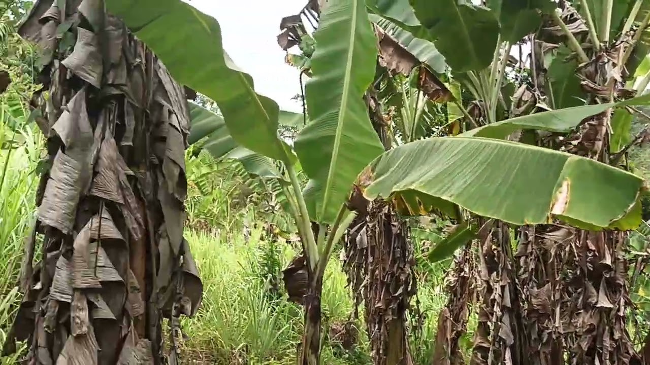 QUE LEGAL HOJE FUI MOSTRAR AS BANANAS 🍌  LÁ NO MORRO...