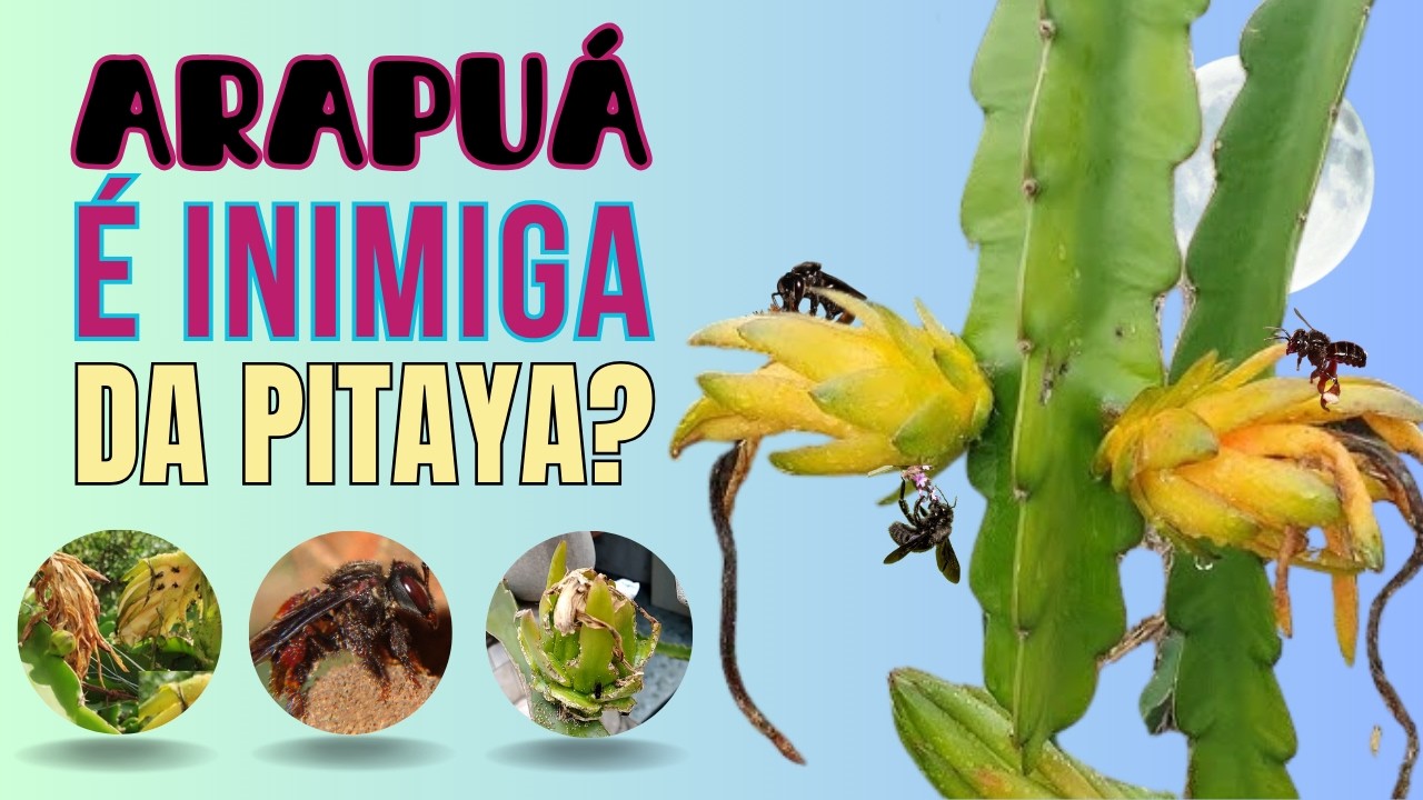 A ABELHA ARAPUÁ É VILÃ OU ETERNA INCOMPREENDIDA NO MANEJO NO CULTIVO DE PITAYA? INIMIGA OU ALIADA?