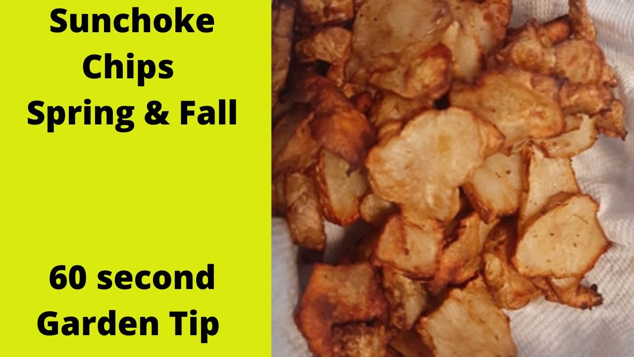 Sunchoke chips use what you have - 60 second Garden Tip