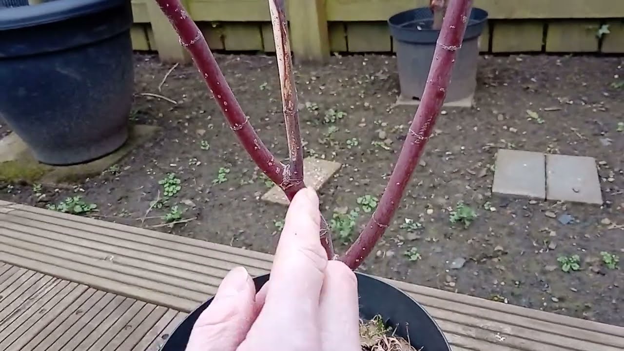 Die-back Pruning For Beginners - Example 7
