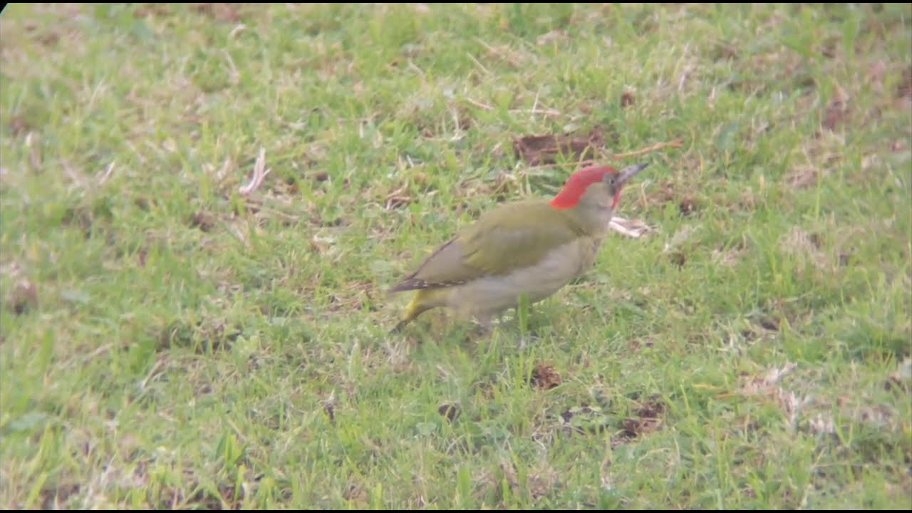 Pájaro carpintero