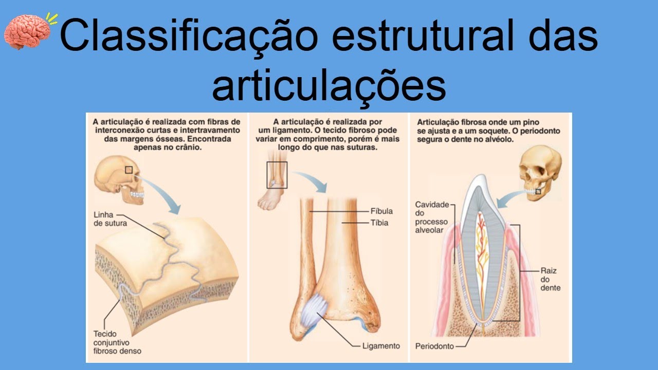 Classificação estrutural das articulações