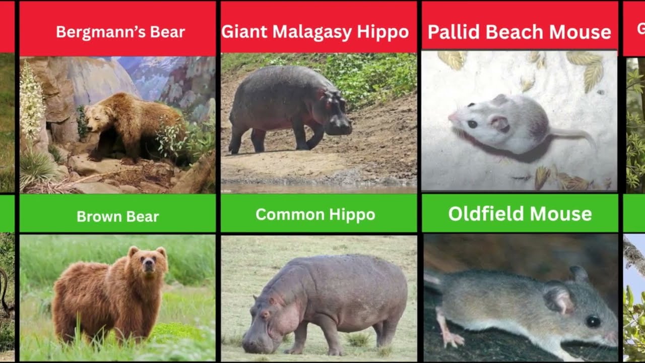 Last Extinct Animals and Their Modern Lookalikes All Parts