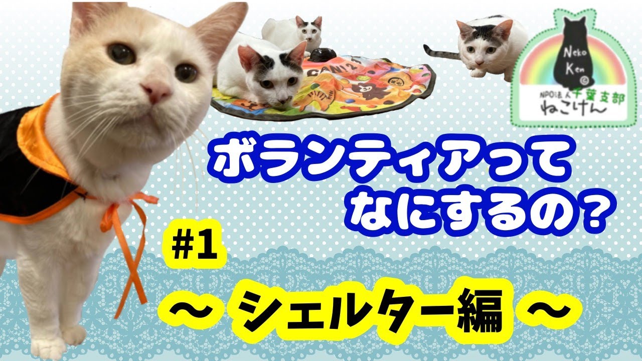【初公開‼︎】ボランティアのお仕事(シェルター編)