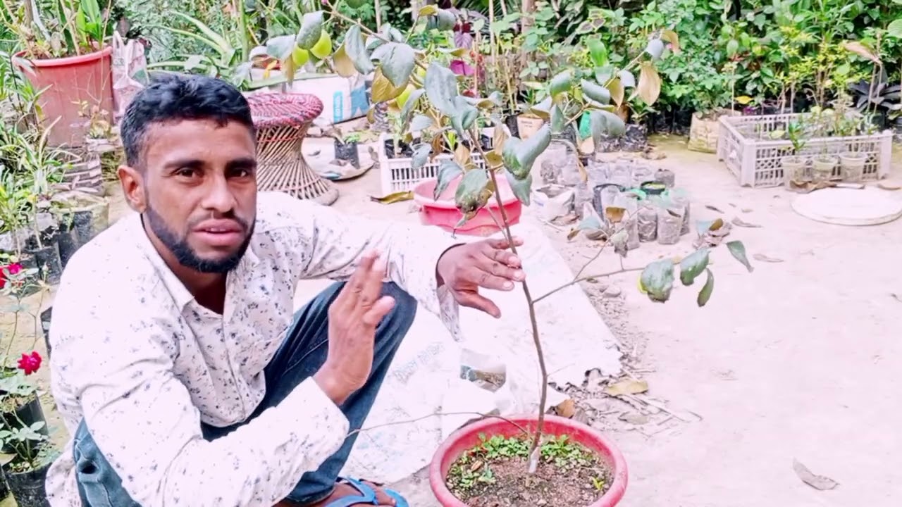 ছোট্ট আপেল কুল বরই গাছ
