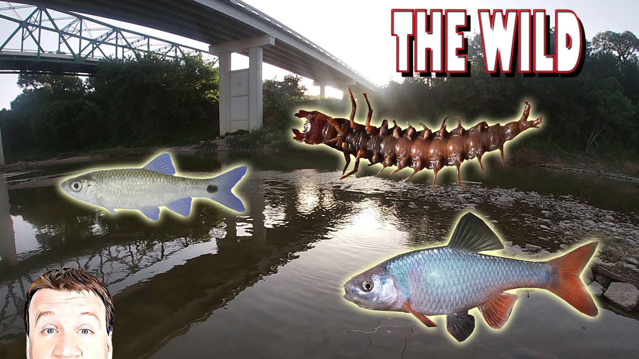 Catching Wild Native Fish for the Aquarium to Breed