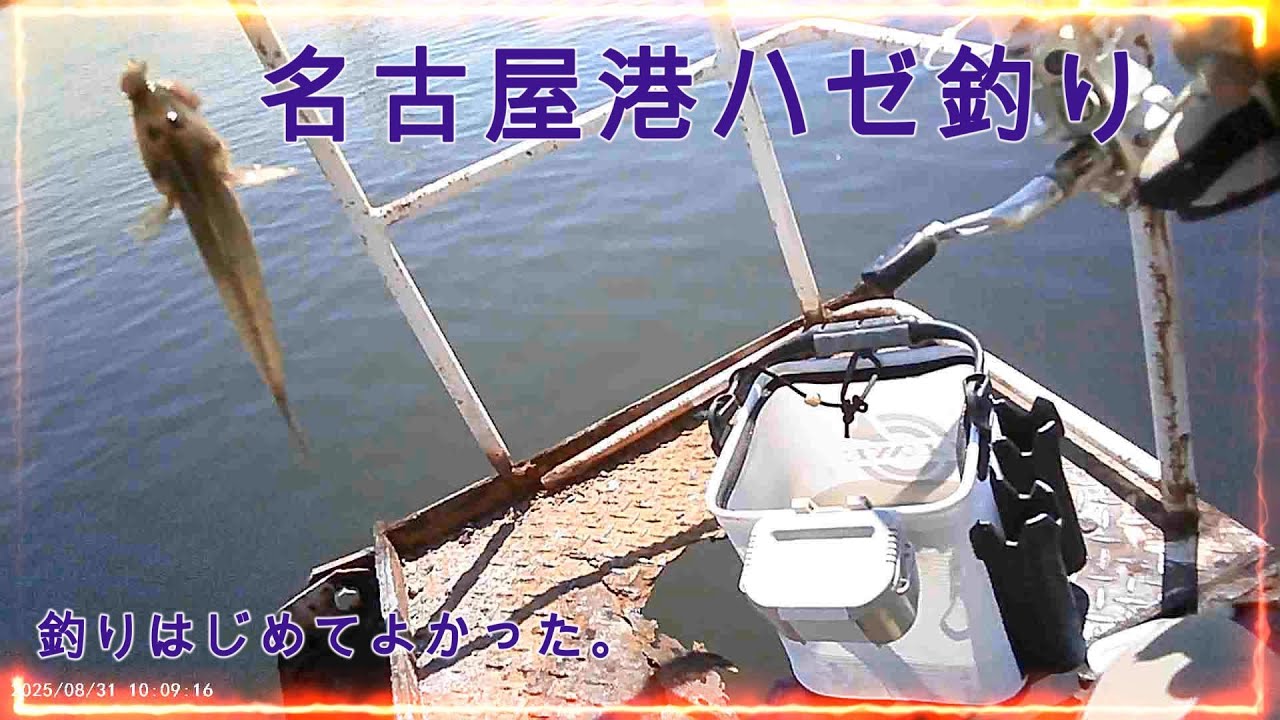 名古屋港ハゼ釣り2025/8/31②