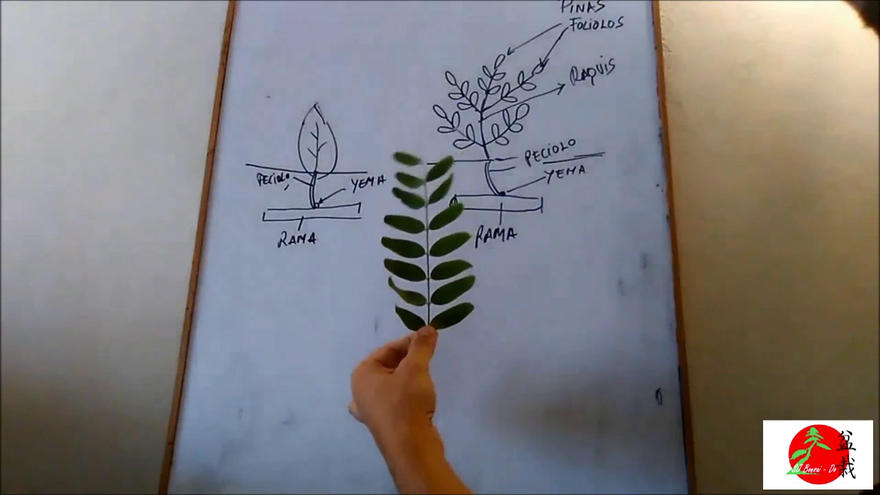 Como Ramificar Bonsáis: Hoja Compuesta