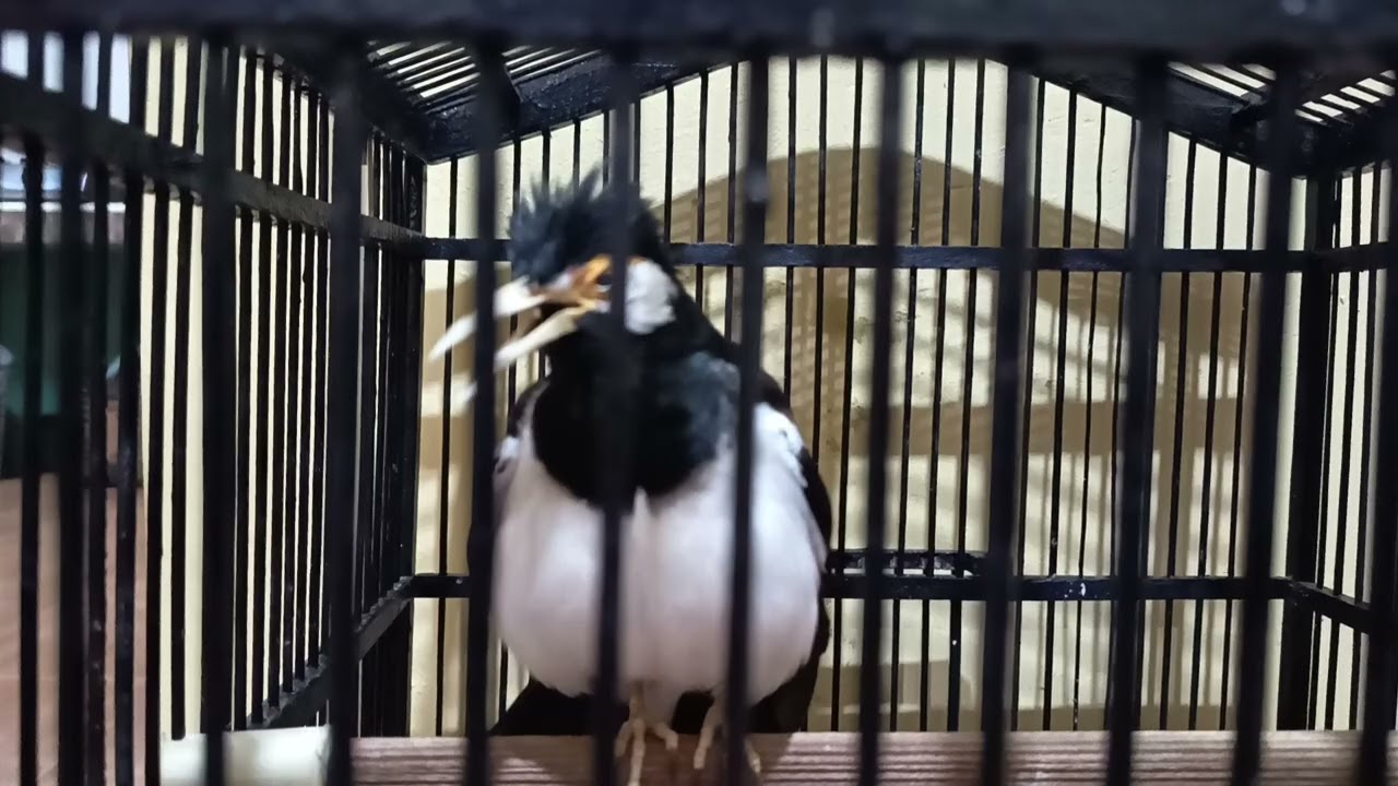 Jalak Suren Gacor untuk Masteran Burung Lain