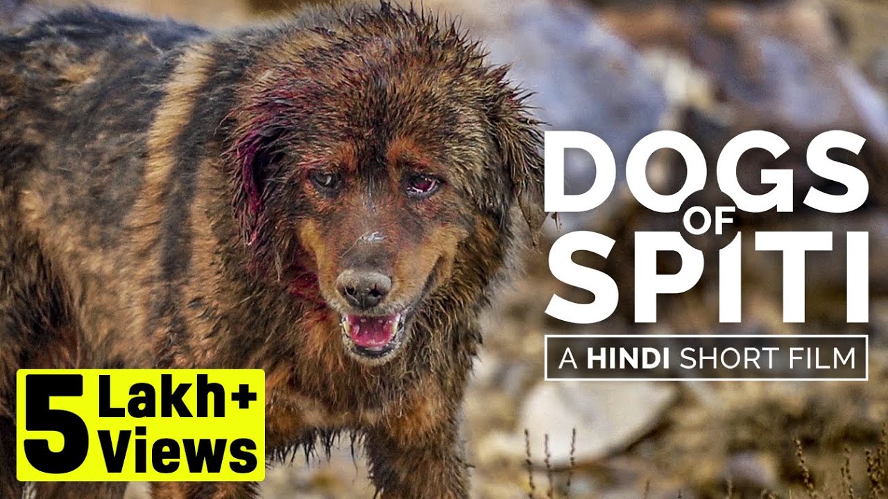 Why dogs are eating dogs | Dogs of Spiti - A Hindi short film