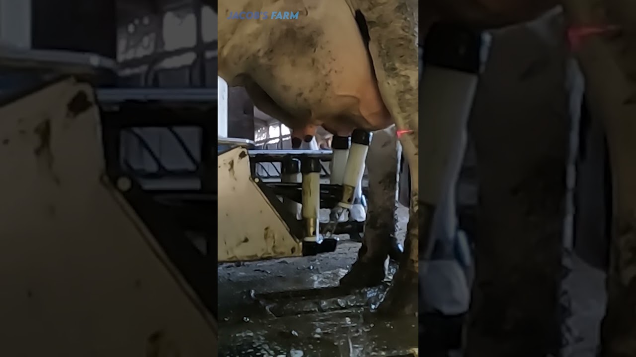 Robotic milking fullwood JOZ merlin M2 #shorts