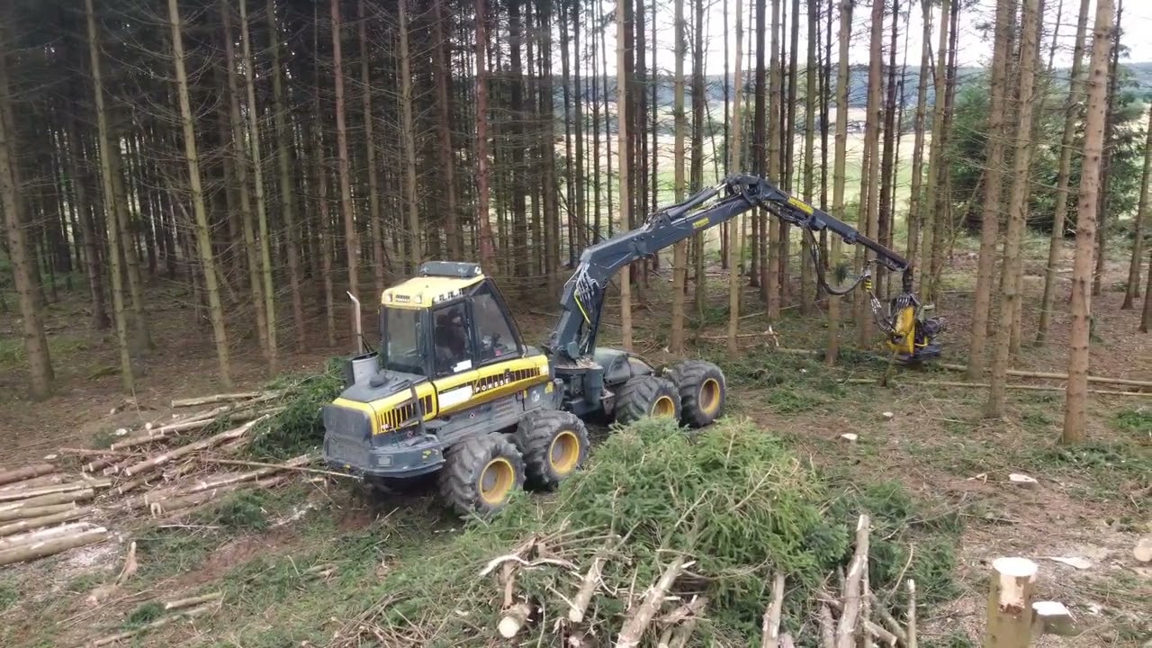 Holzernte bei der K&auml;ferholz Katastrophe...