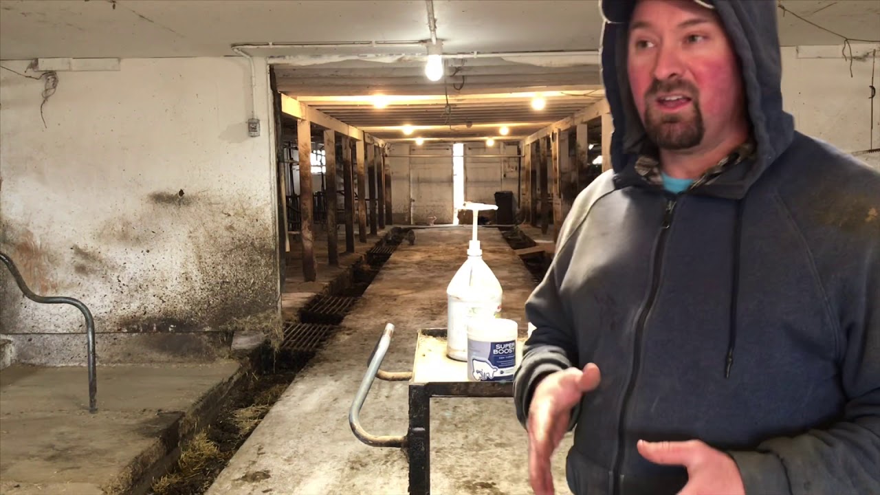 How To Treat Cows For Mastitis On An Organic Dairy Farm!