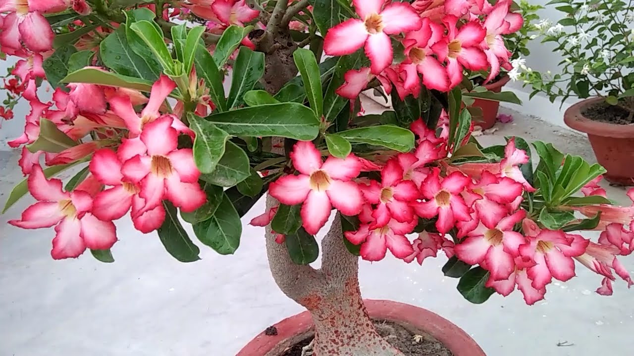 ADENIUM / DESERT ROSE - Care and Tips for HEAVY BLOOMING🌸🌸