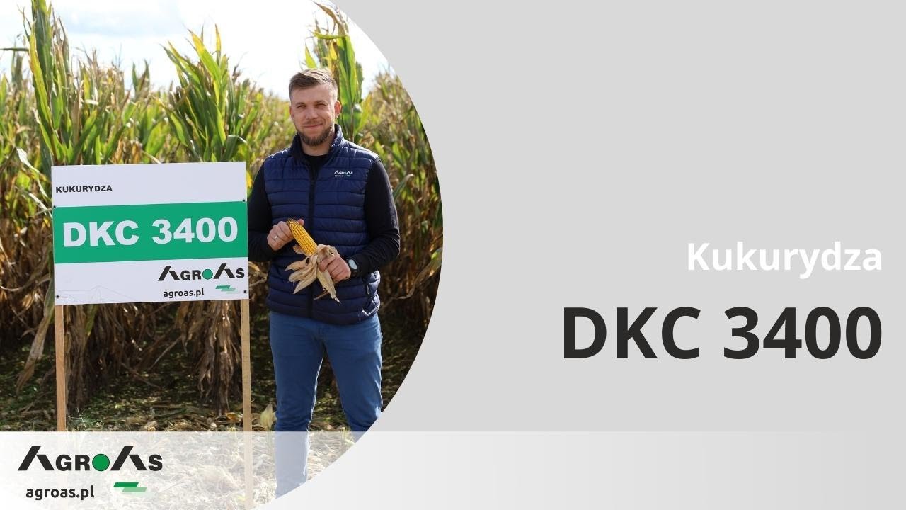 👑 Kukurydza DKC 3400 - Zwycięzca na każdym polu!