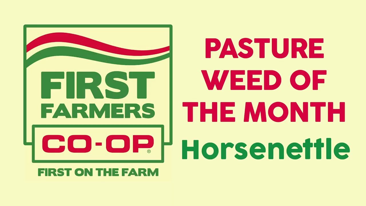 Pasture Weed of the Month-Horsenettle