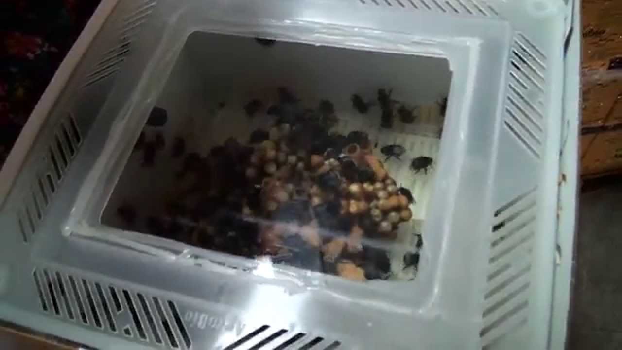 1.6. Laboratorio para desarrollo de abejorros polinizadores II