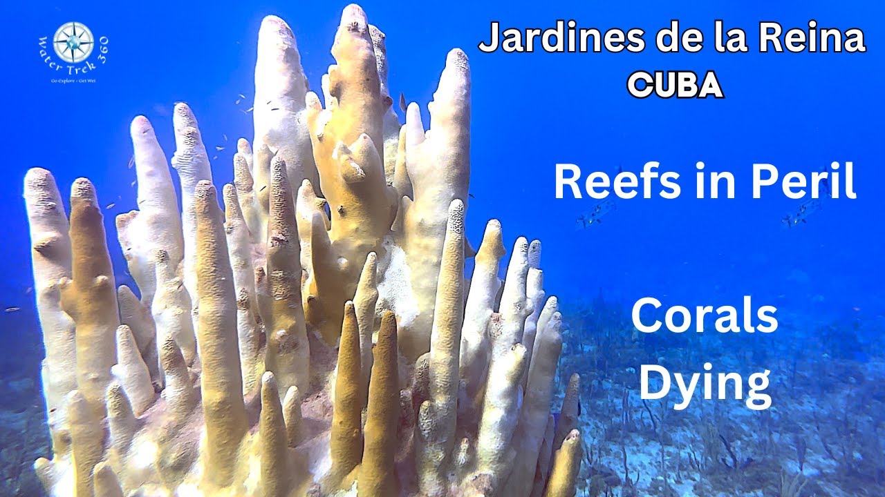 Jardines de la Reina, Cuba -  Major Reef Damage - 4K