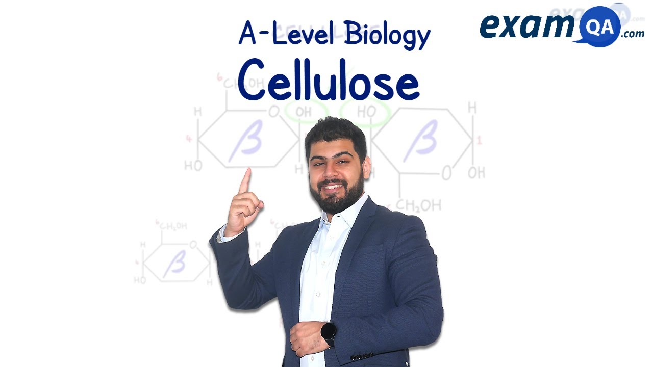 Cellulose | A-Level Biology